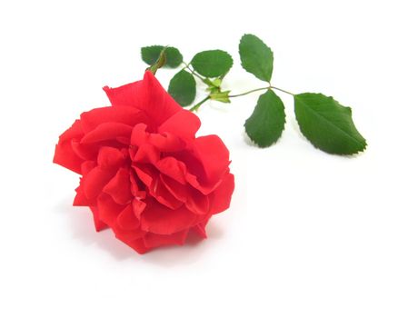red rose on a white background