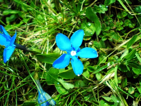 small blue flowers