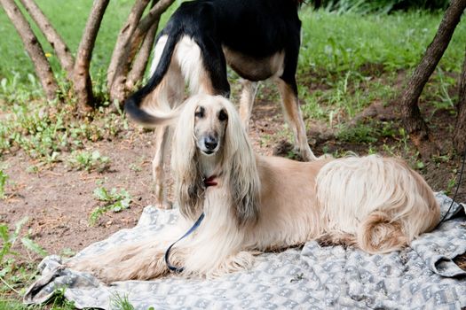 A standing saluki and a lying afghan on grass
