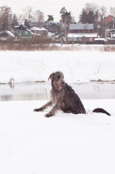 An Irish wolfhound sitting on a snow-covered field
