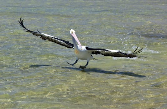 An image of a nice pelican in action