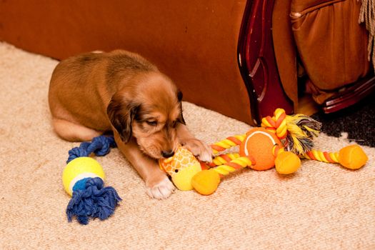 A playing saluki pup on carpets
