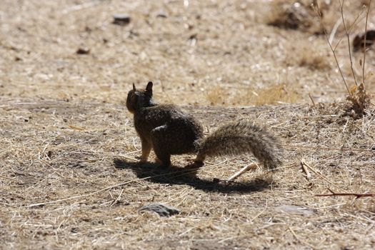 Close up of a cute squirrel. 