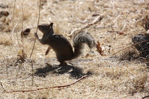 Close up of a cute squirrel. 