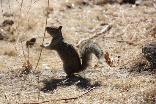 Close up of a cute squirrel. 