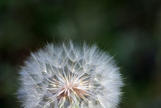 Dandelion gone to seed. 