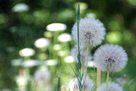 Dandelions gone to seed, artistic shot.