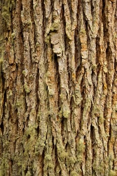 Texture of a trunk cortex, close up.