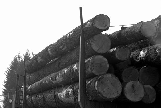 close up of logging truck 