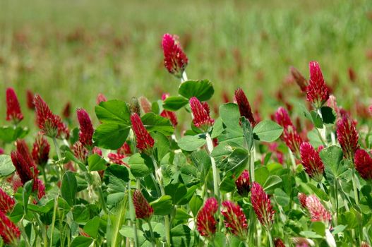 Crimson clover 