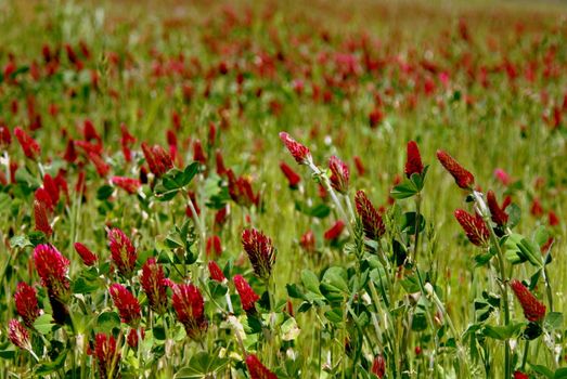 trifolium incarnatum, clover, grass, flowers, 
