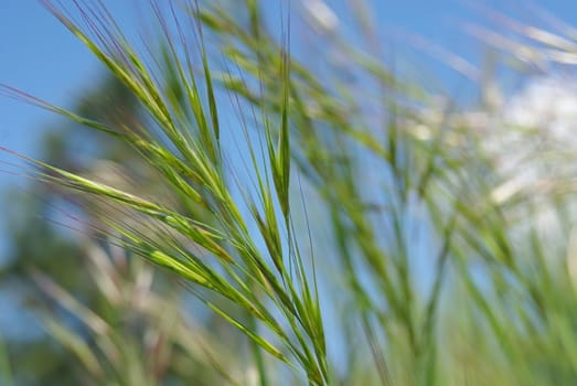 wild grass growing in wood areas and near pond.