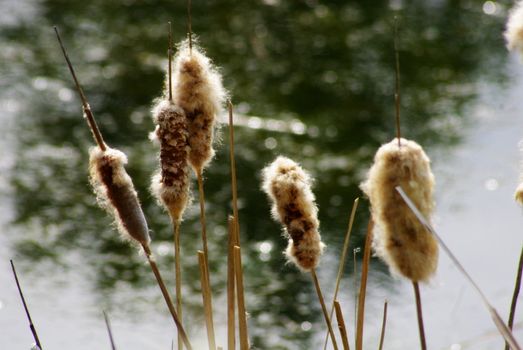 Typha angustifolia - Lesser Bulrush or Narrow Leaf Cattail ... 