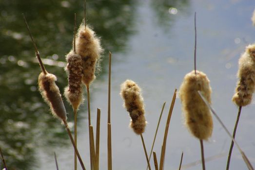 Typha angustifolia - Lesser Bulrush or Narrow Leaf Cattail ... 