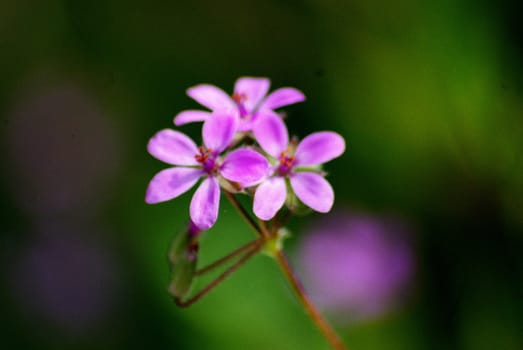 tiny pink wildflowers