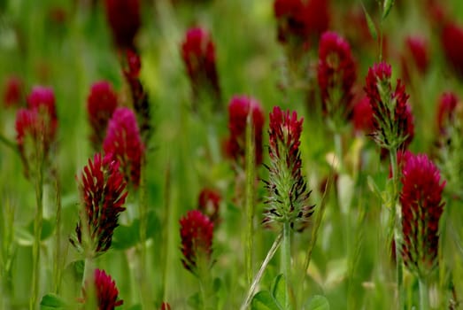 crimson clover, clover, weed, nature, natural, red