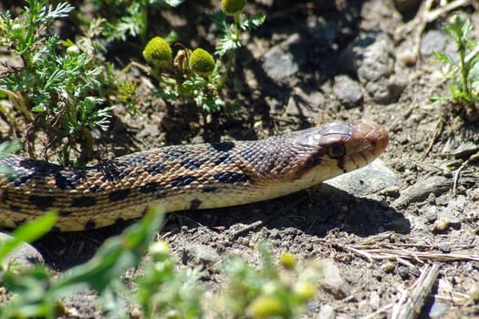 Bull snake 