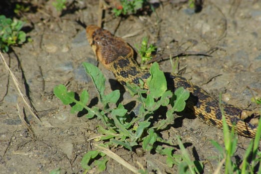 Bull snake