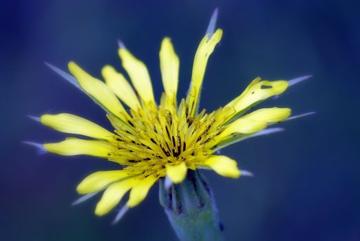 yellow goat's beard weed on blue background