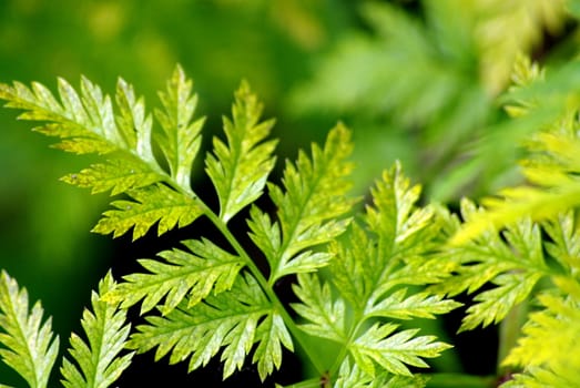 Leafy fernlike plant