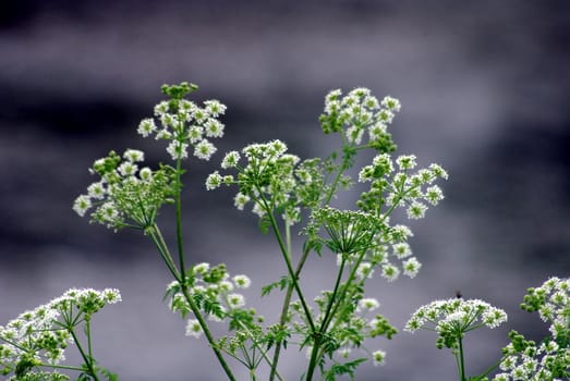 weed known as queen anne's lace