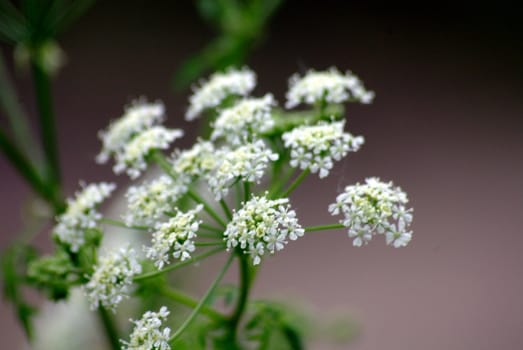 flowering Queen Anne's lace