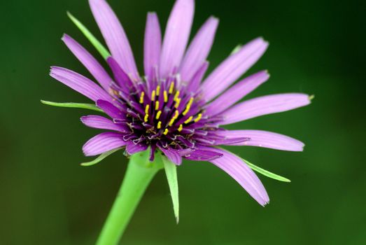 weed known as Goat's beard