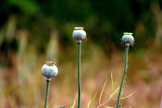 three dried poppy pods