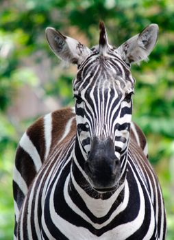 Close-up picture of a zebra on a sunny day