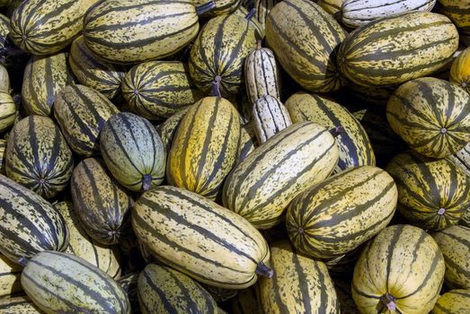 Picture of several elicata squashes also known as Sweet Potato squash