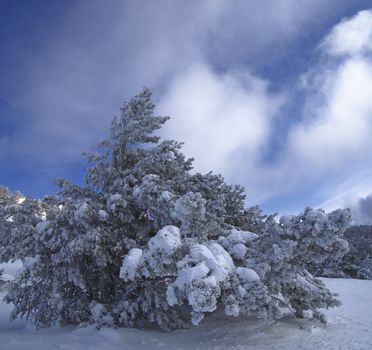 Frozen tree under blue sky in winter