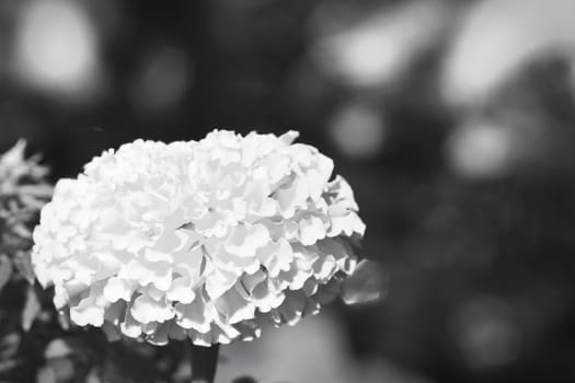 lonely yellow marigold on blurry background