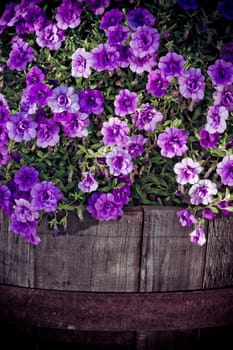 creative purple petunia in an old wooden flowerpot