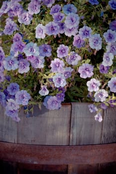 creative purple petunia in an old wooden flowerpot