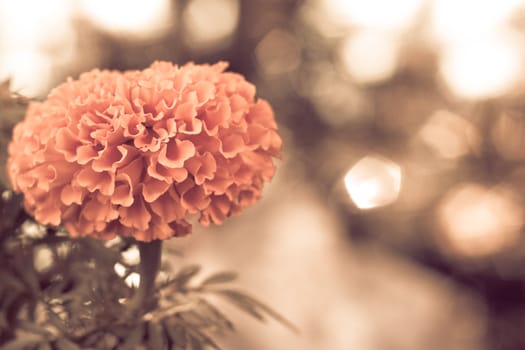 lonely yellow marigold on blurry background