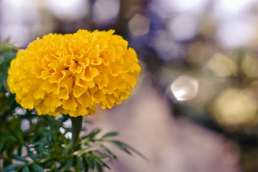 lonely yellow marigold on blurry background