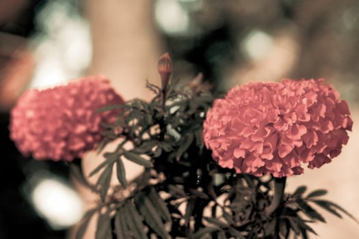 two marigold in a sunny day on blurry background