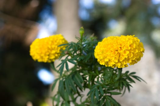 two marigold in a sunny day on blurry background