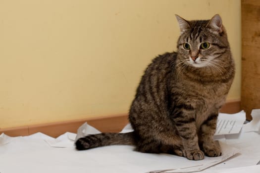 tabby grey cat sitting on paper
