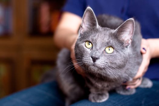 grey cat sitting on lap
