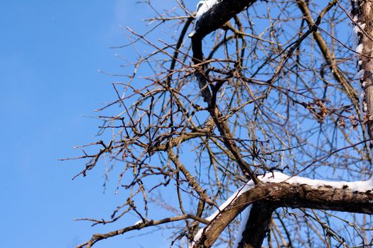 snow birch bole in winter day
