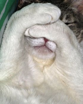 A close-up head shot of a domestic house cat hiding her face.
