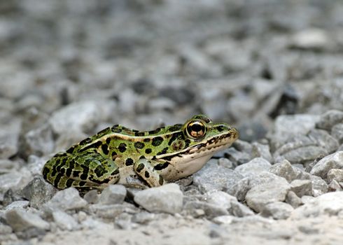 A close-up shot of a leopard frog sitting in stones.