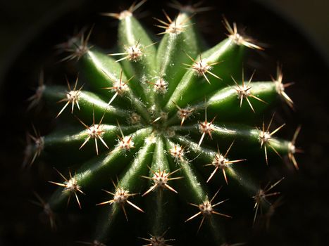 Detail of succulent ornamental Cactus fat plant