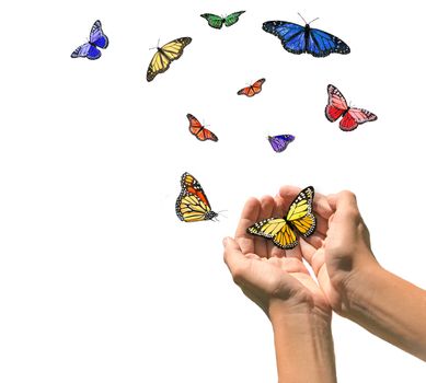 Hands Releasing Butterflies into Blank White Space. Easily Extracted.