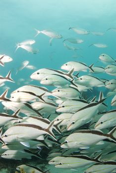 A school of Cottonwick grunts (Haemulon melanirum)