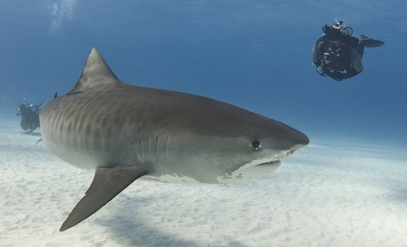 A diver watches a Tiger Shark (Galeocerdo curvier) swim by in the open water
