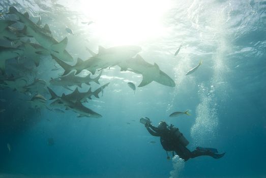 A scuba diver films a school of feeding lemon sharks (Negaprion brevirostris)