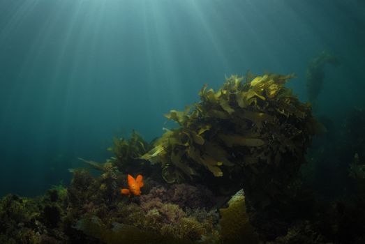 A Garibaldi Damselfish (Hypsypops rubicundus) near a large bed of kelp in the Channel Islands of California with the sunrays streaking down from the surface
