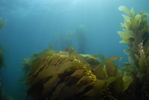 Giant Kelp (Macrocystis pyrifera) underwater with the sun on the surface casting light rays down.